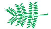 Bipinnate leaf