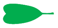 Obcordate leaf