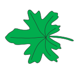 Palmitifide leaf