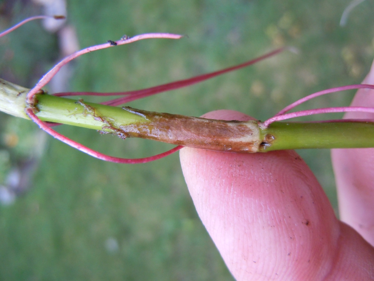 adventitious roots