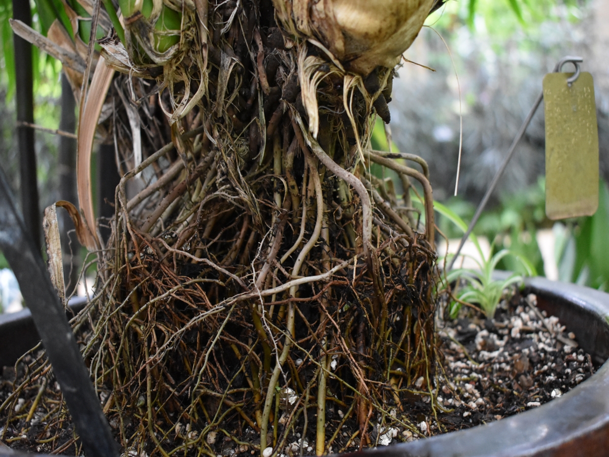 fibrous roots