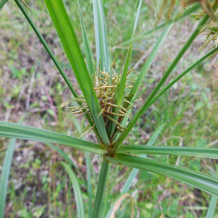 False nutsedge