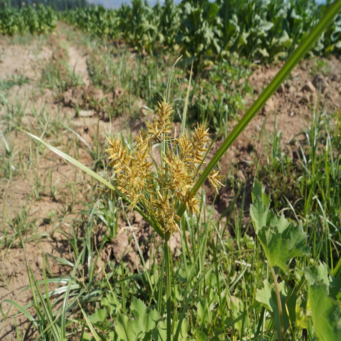 Yellow nutsedge