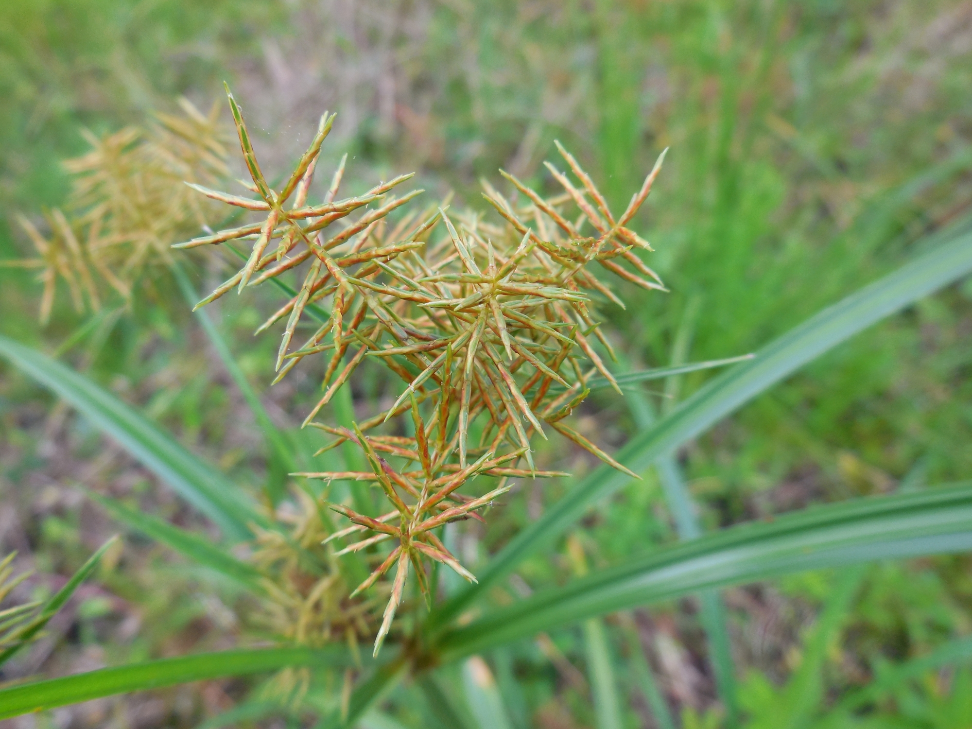 False nutsedge flower