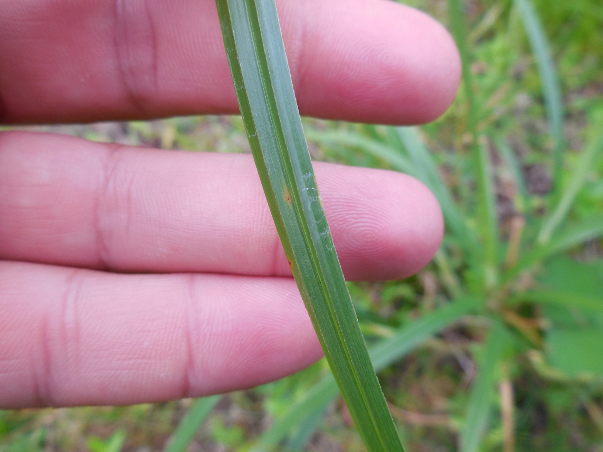 False nutsedge leaves