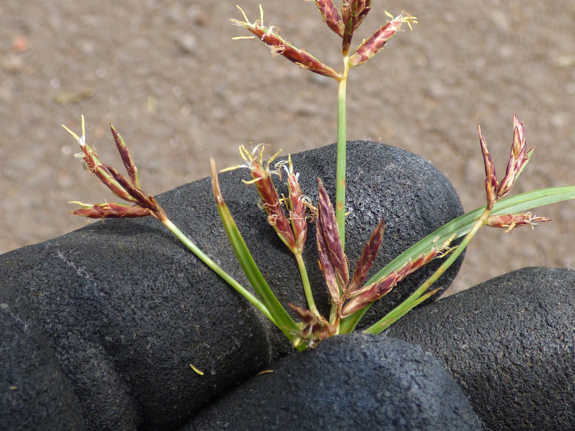 Purple nutsedge flowers