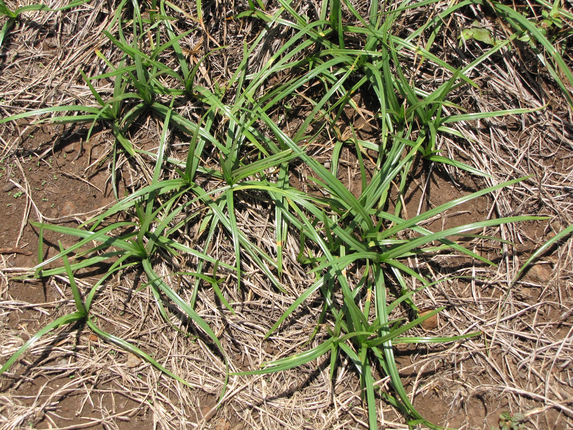 Purple nutsedge leaves