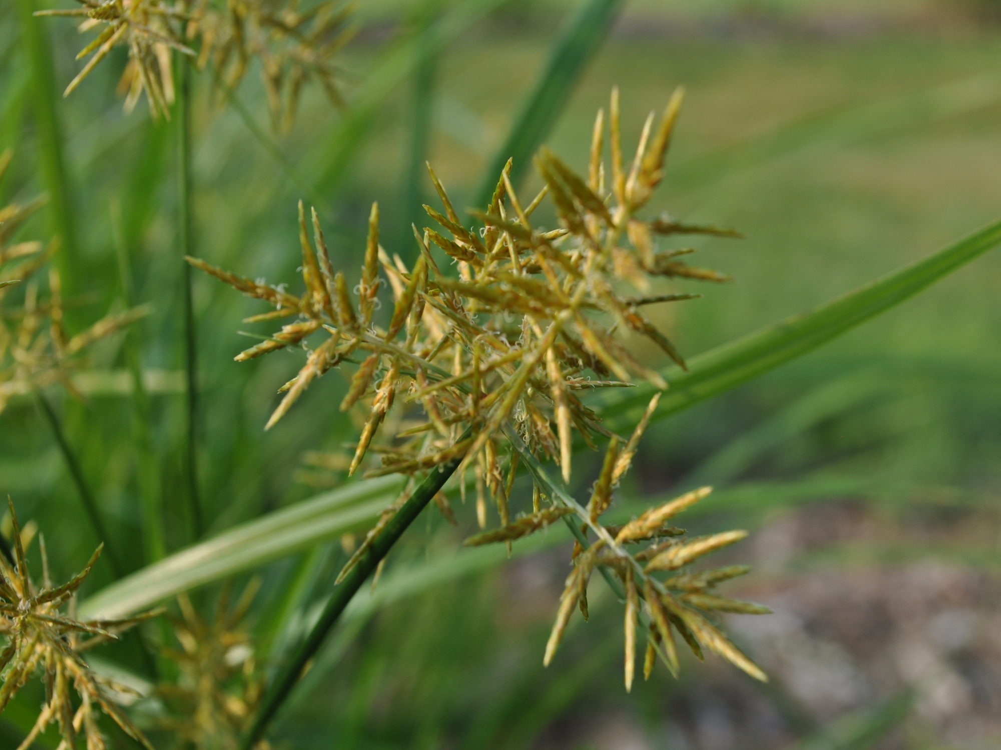 Yellow nutsedge flower