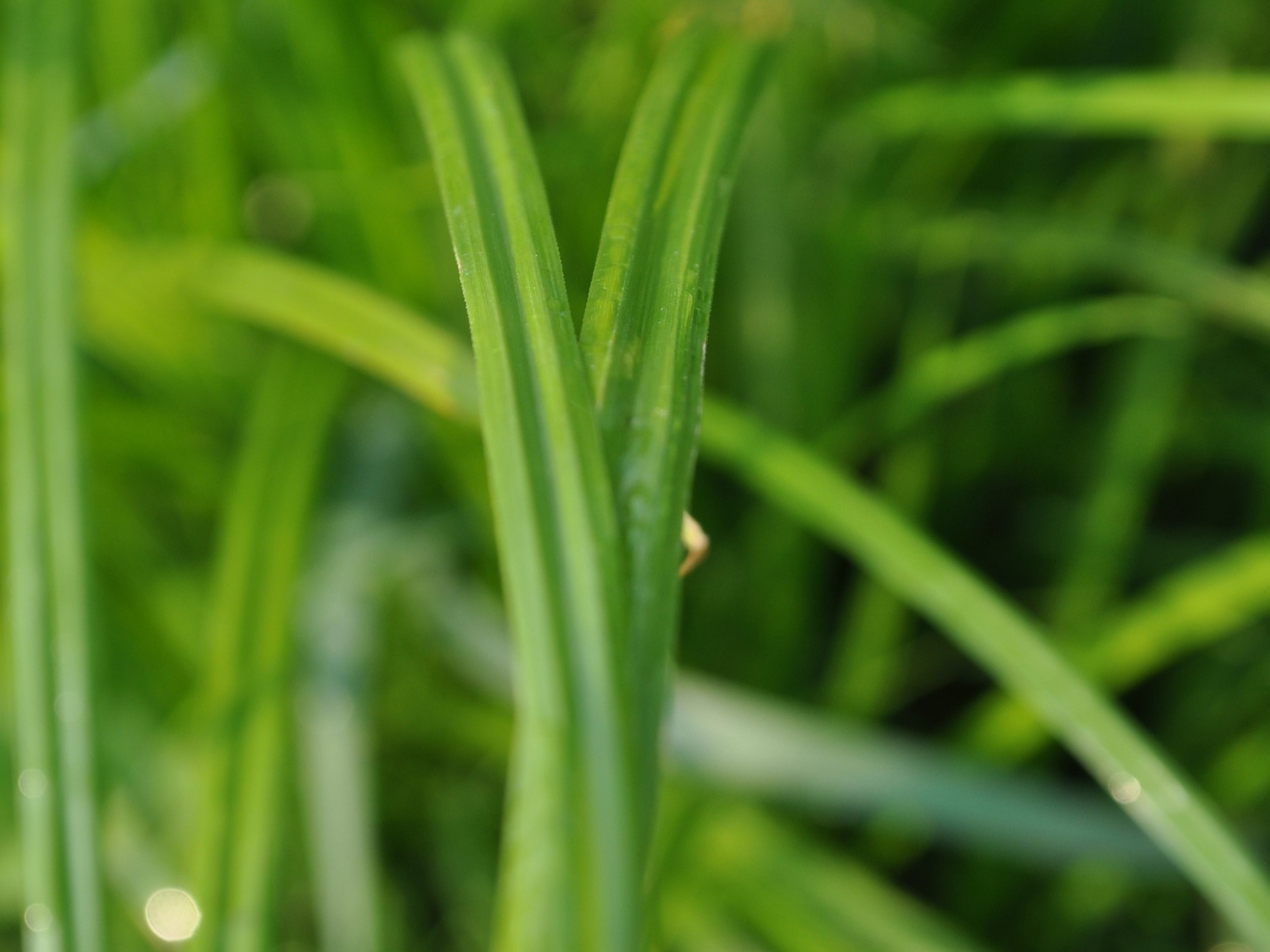 Yellow nutsedge leaves