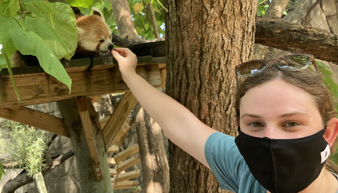 Abigail Dwelle feeding a red panda at the Memphis zoo