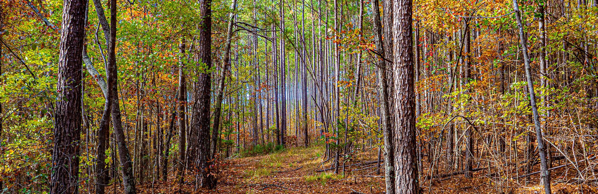 forest path in autumn