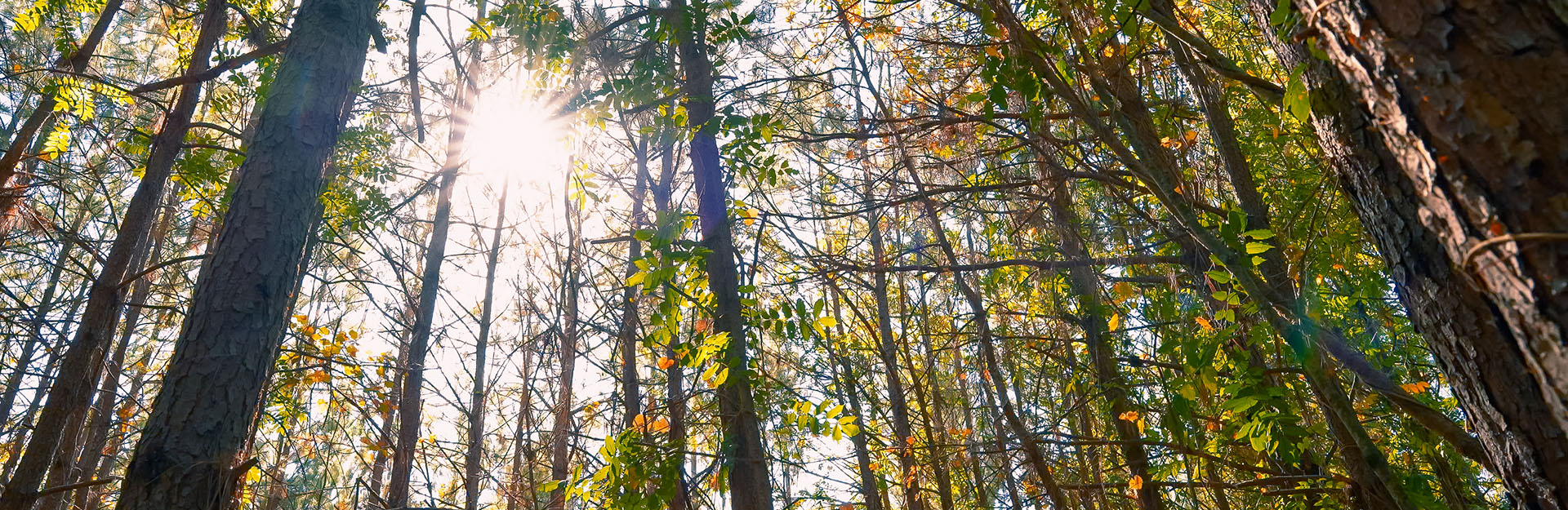 trees and sunburst