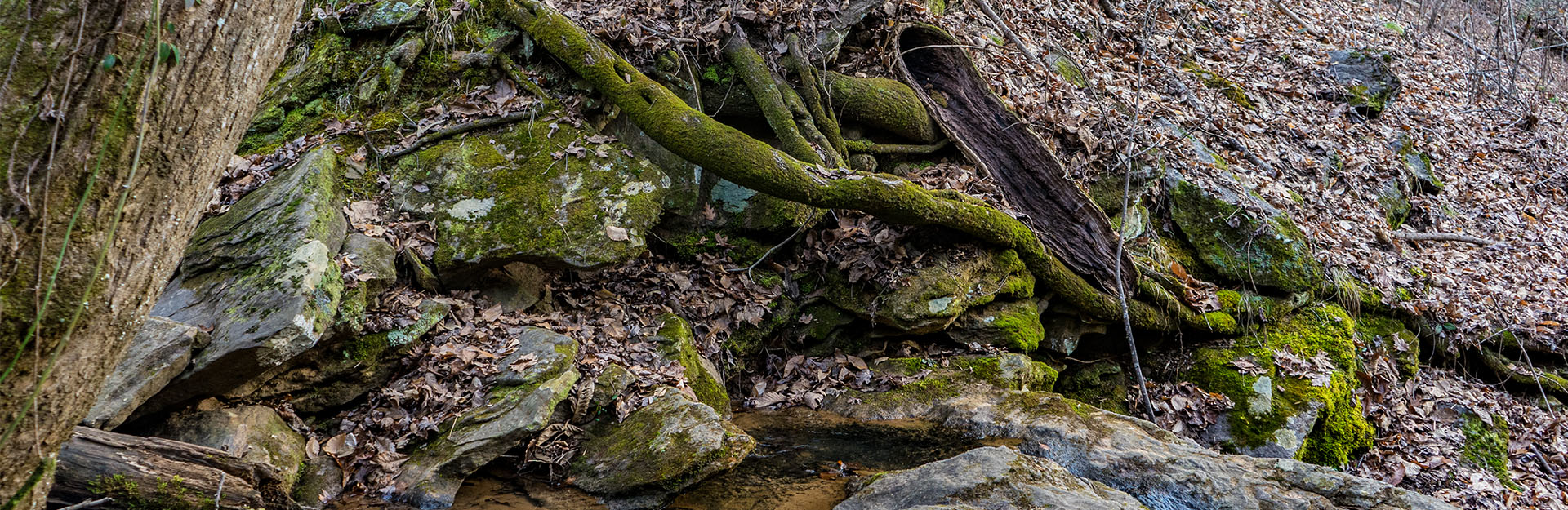 forest landscape with bridge