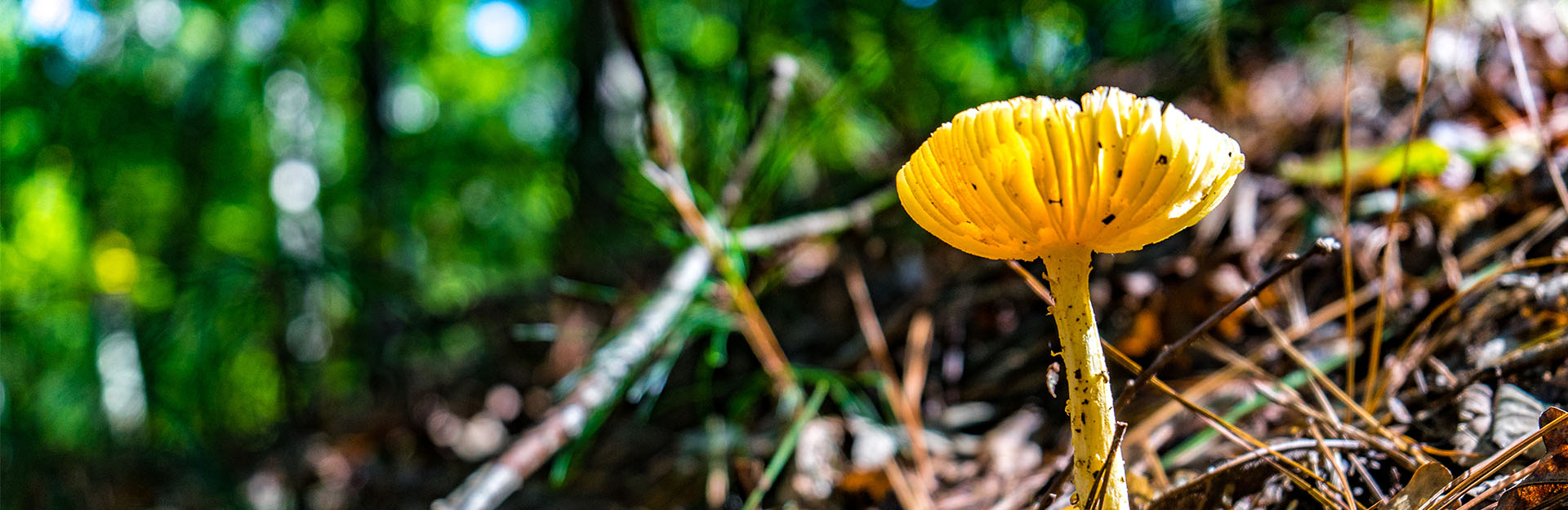 fungi on the forest floor