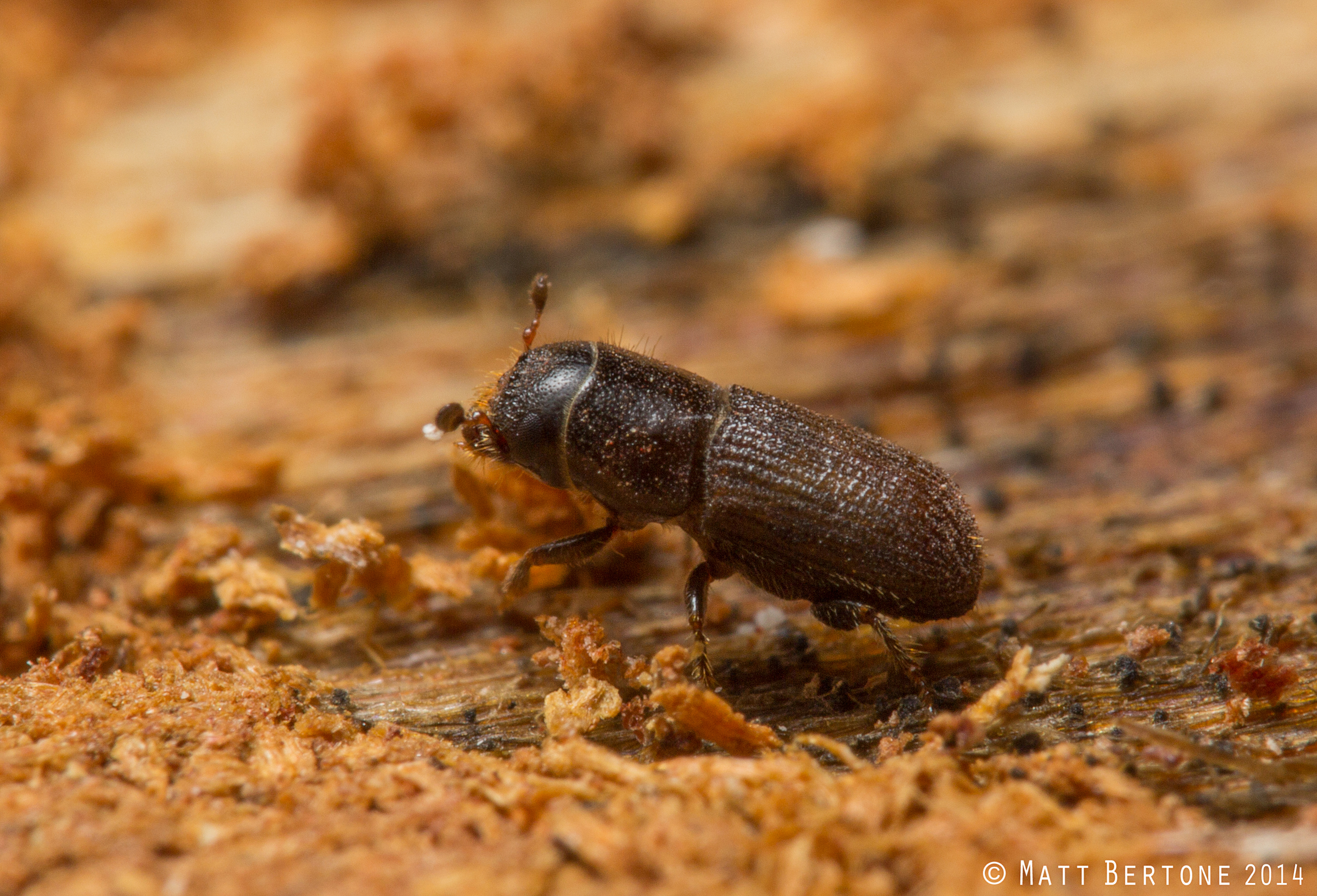 Southern pine beetle