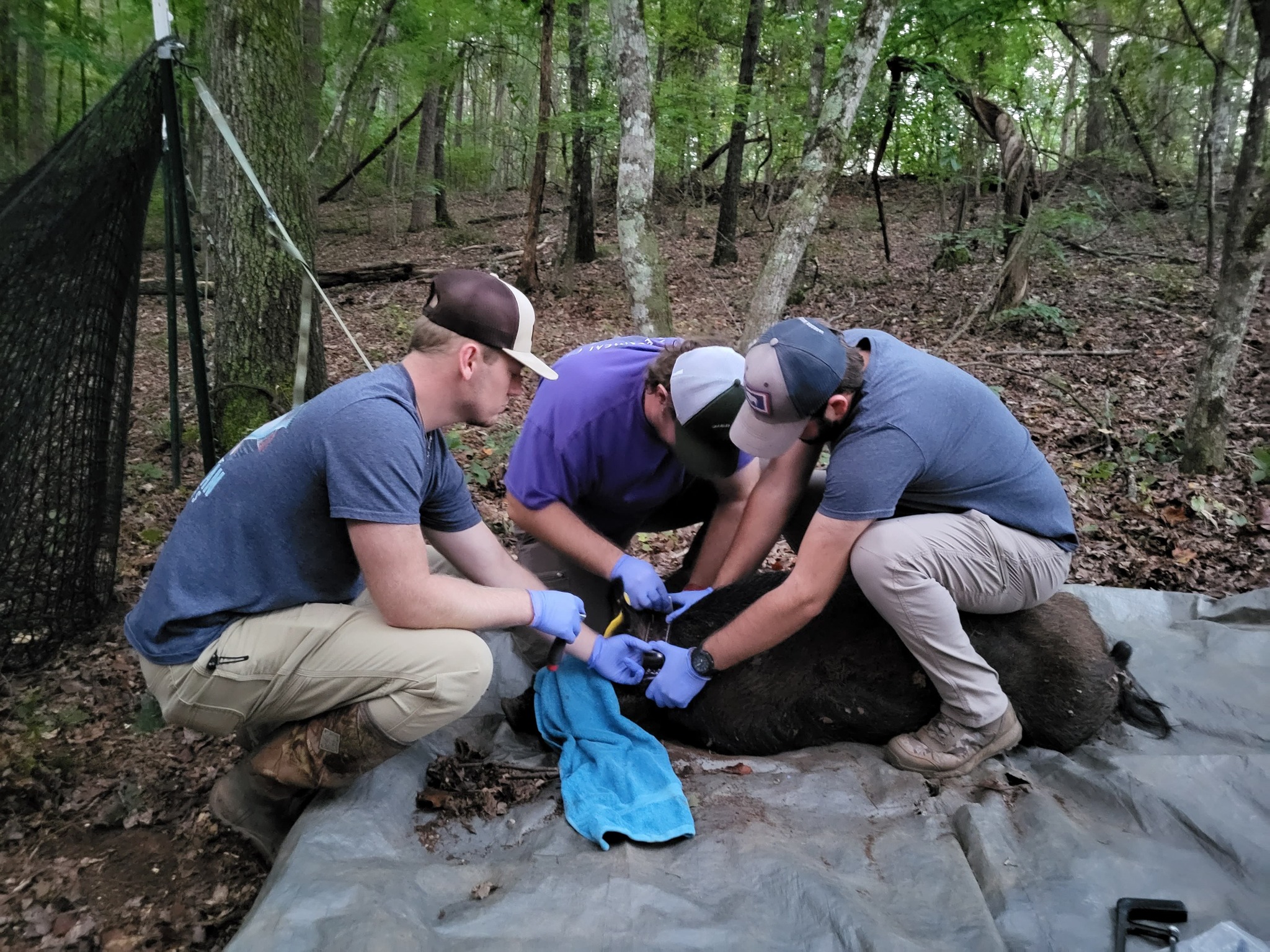 Students captured a feral hog for research purposes