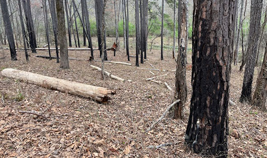 After prescribed burn