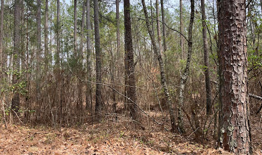 Before prescribed burn