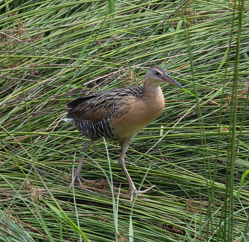 King rail bird