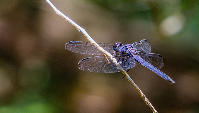 dragonfly landing on a small branch