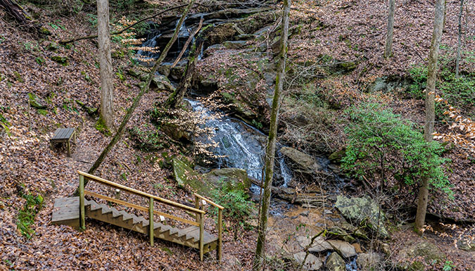 Forest scence with bridge