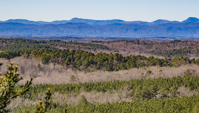 Clemson Experimental Forest landscape