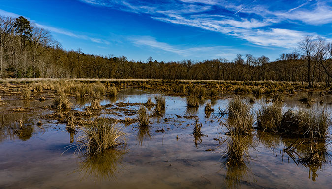 vegetation in Lake Hartwell
