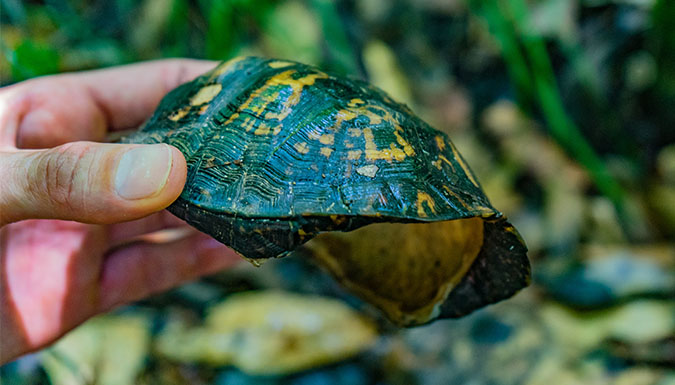 hand holding an empty turtle shell