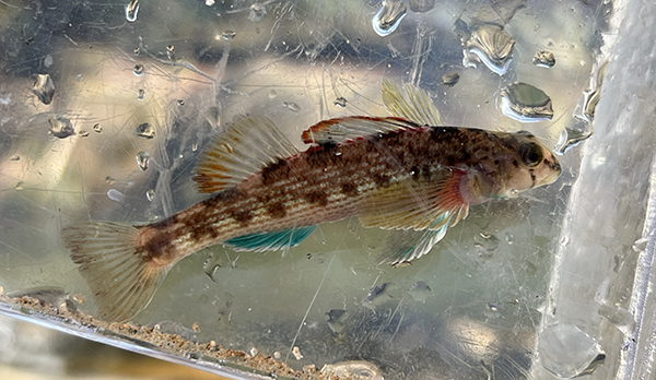 Turquoise Darter