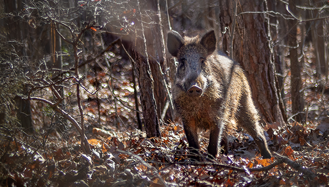 wild hog in the forest