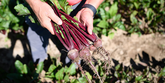 Farmer holding freshly picked beets while in the field