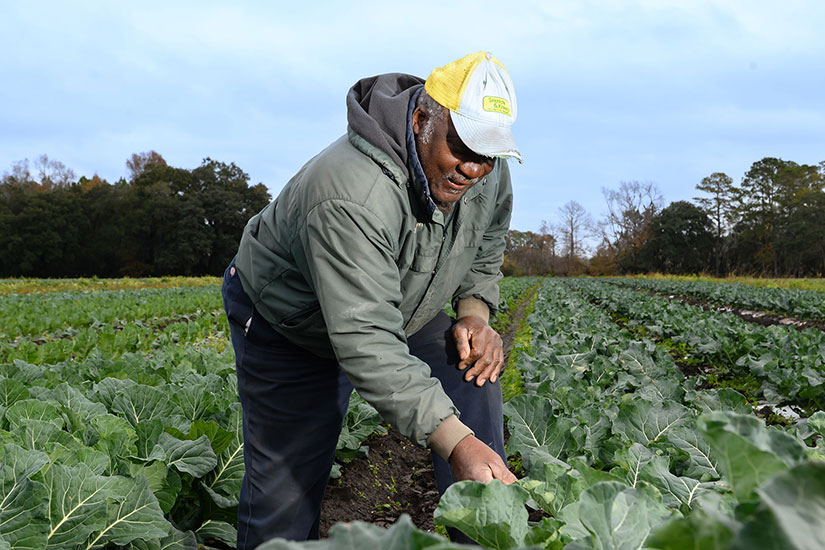 Farmer in field looking at the collard leaves.