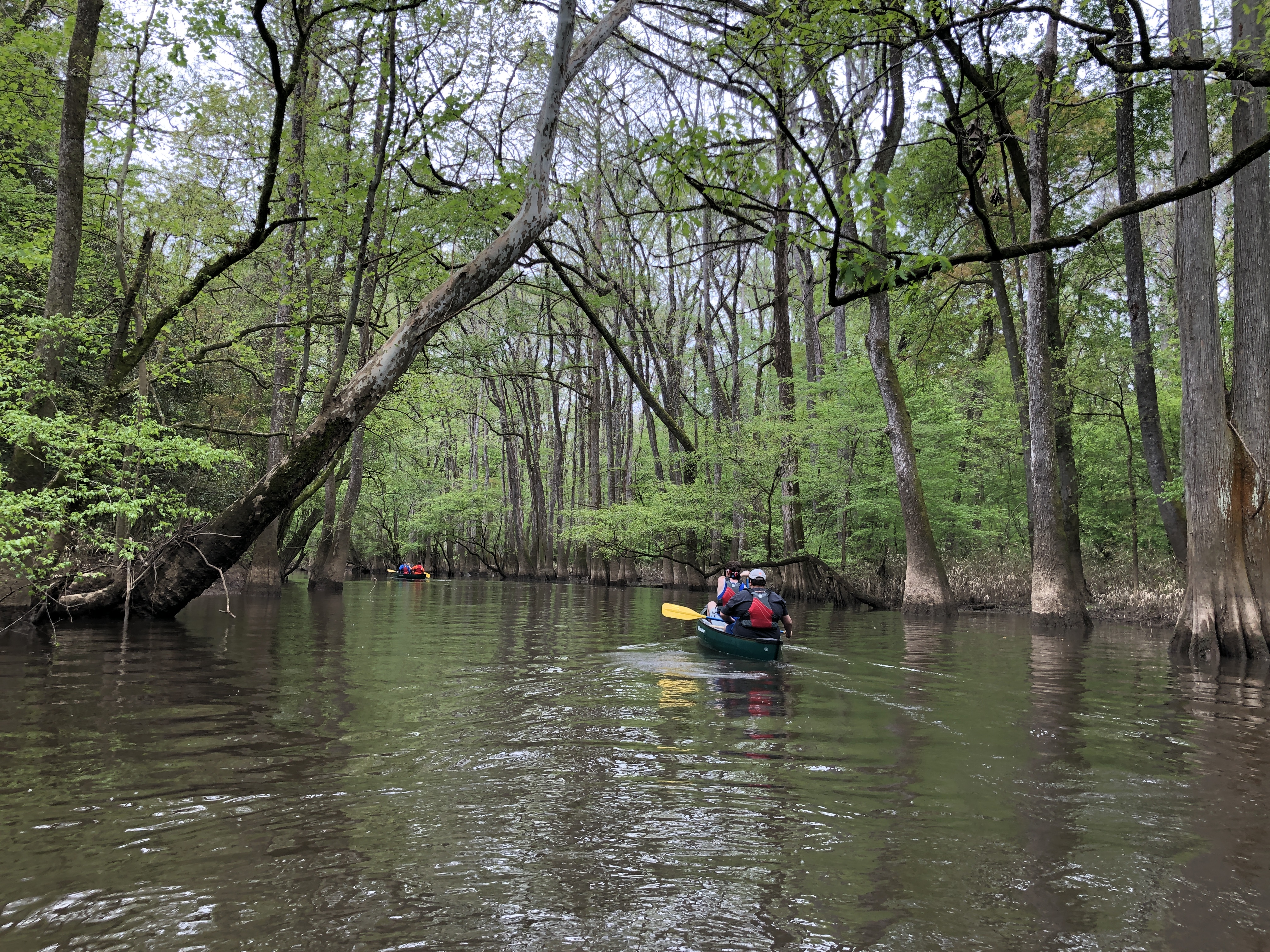 a photo of people kayaking down a forest river.