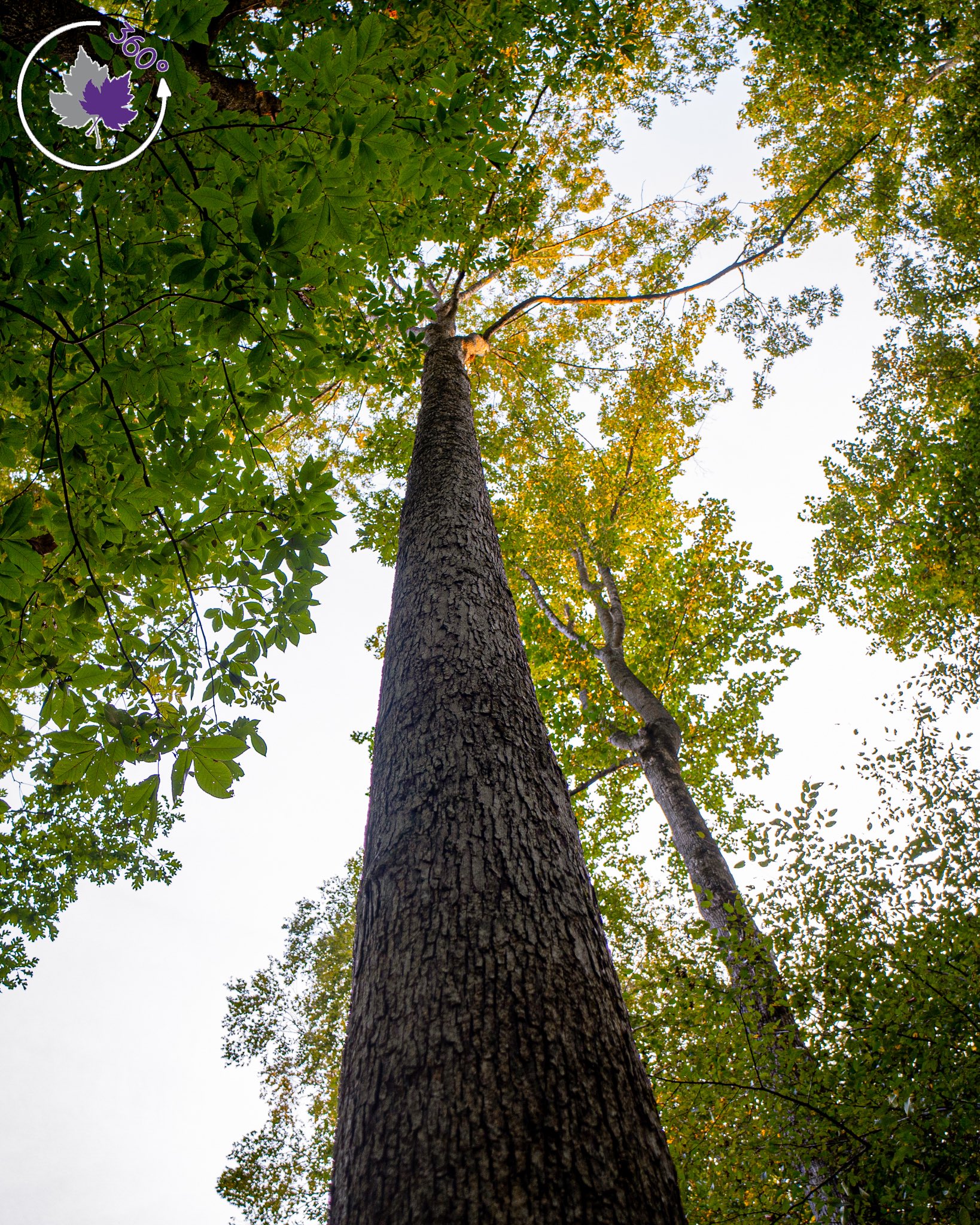 360 degree camera view up a tree.