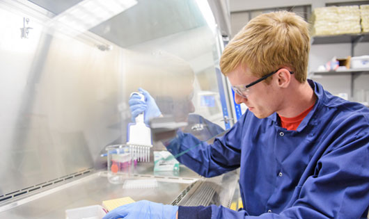 Male in lab with multichannel pipette