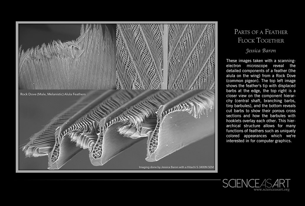 Rock Dove feather under microscope