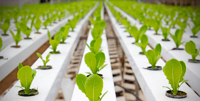 View of young plants in rows.