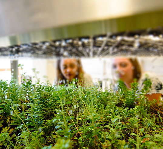 Two students observing watering system for plants in lab.