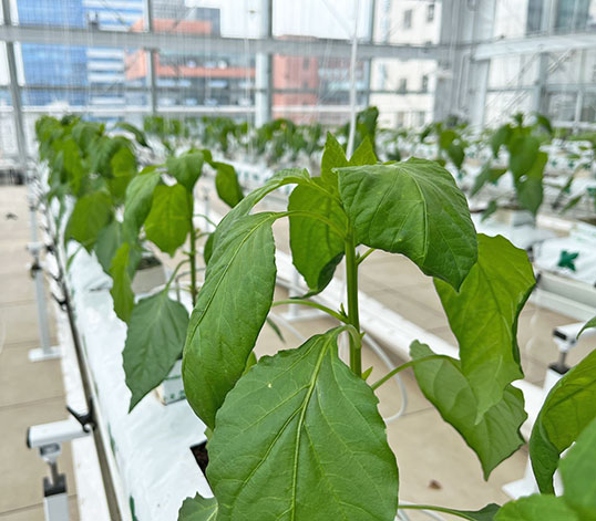 High-tech garden visit