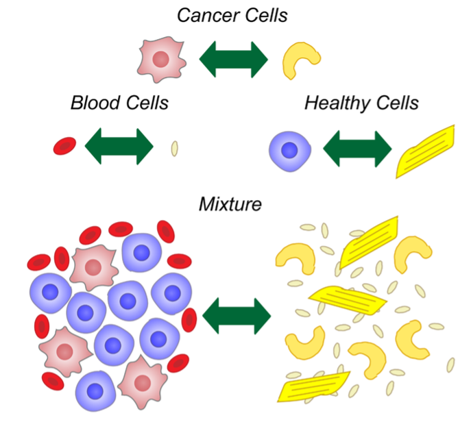 Cancer cells diagram showing what represents the blood cell and healthy cell mixture using pasta.