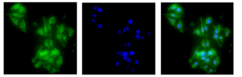 cell penetrating peptide