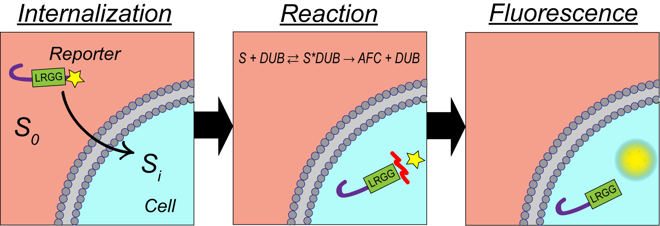 DUB reporter scheme