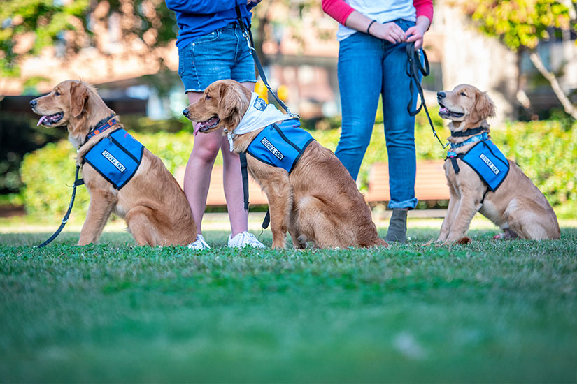 Three service dogs used for veterans program