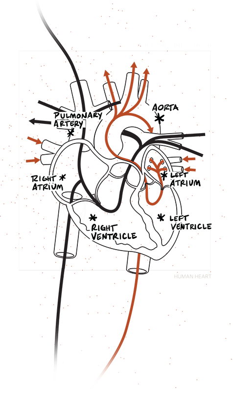 Illustrated version of the human heart