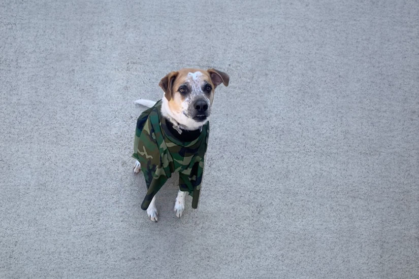Dog wearing ppe suit