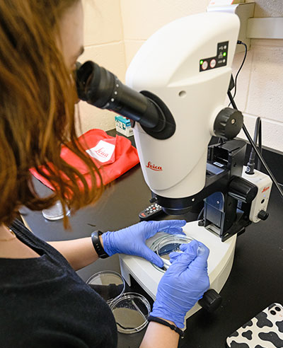 Microscope use in lab