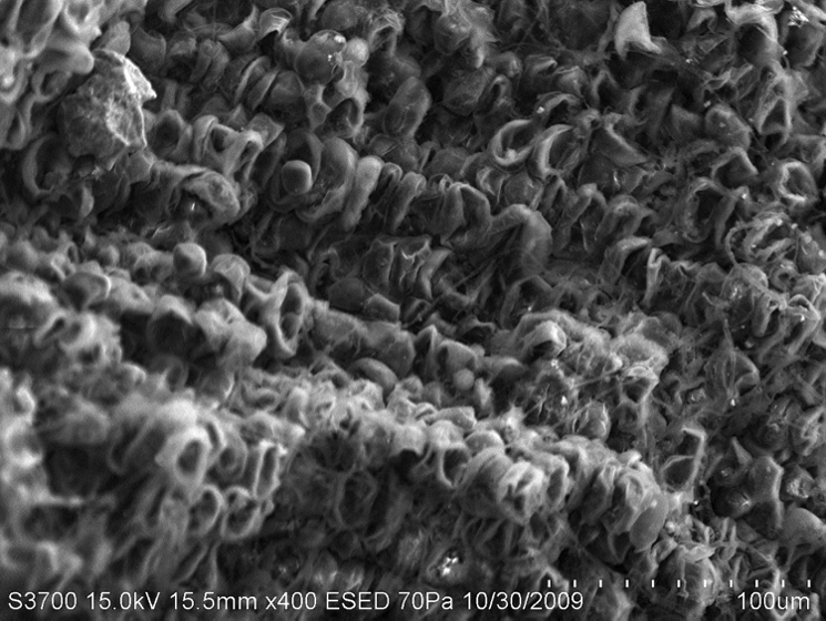 SEM Image 1