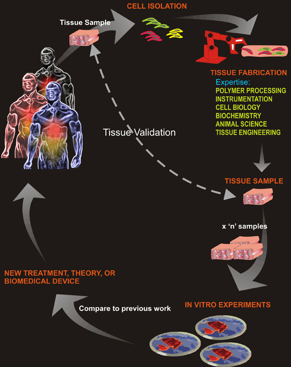 Tissue Engineering