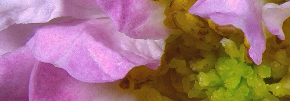 Pink flower