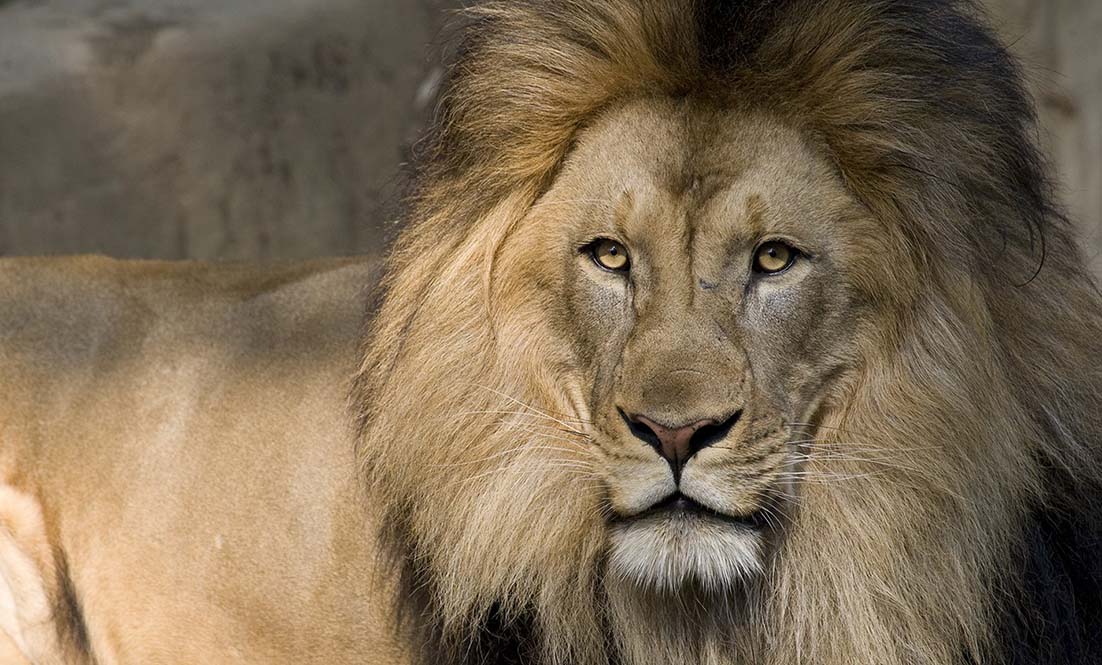 Image of a lion